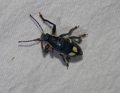 Polyclaeis longicornis