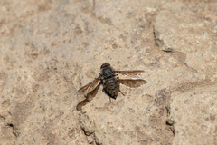 Hyrmophlaeba maculipennis