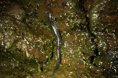 Desmognathus perlapsus