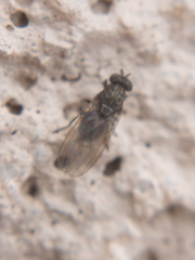 Ephydroidea