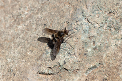 Triploechus heteronevrus