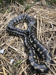 Morelia spilota