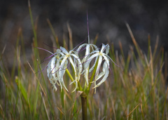 Crinum americanum
