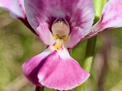Diuris punctata