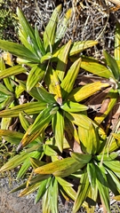 Celmisia spectabilis spectabilis