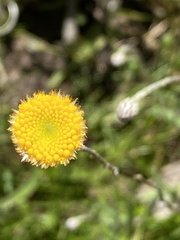 Leptorhynchos squamatus