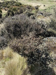 Pittosporum anomalum