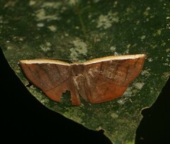 Cimicodes ferruginea