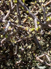 Pittosporum anomalum