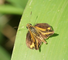 Suniana lascivia
