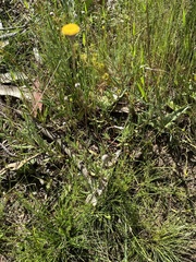 Leptorhynchos squamatus