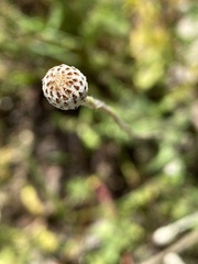 Leptorhynchos squamatus