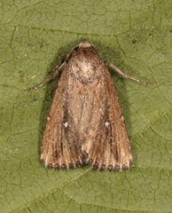 Condica temecula
