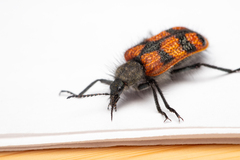 Astylus trifasciatus