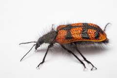 Astylus trifasciatus
