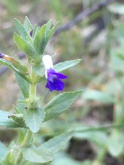Stemodia durantifolia