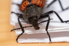 Astylus trifasciatus
