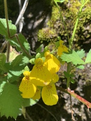 Calceolaria crenatiflora