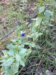 Stemodia durantifolia