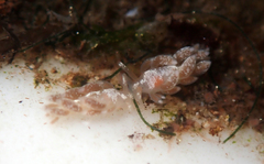 Trinchesia albocrusta