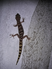 Cyrtodactylus lawderanus