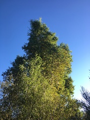 Populus fremontii