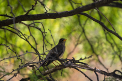 Turdus falcklandii