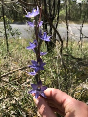Thelymitra arenaria