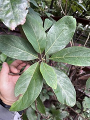 Lindera megaphylla