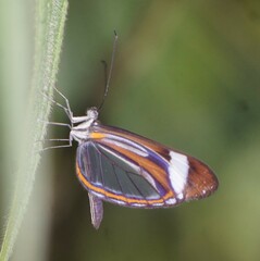 Dismorphia theucharila