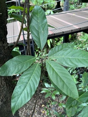 Lindera megaphylla