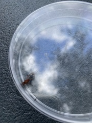 Dasymutilla quadriguttata