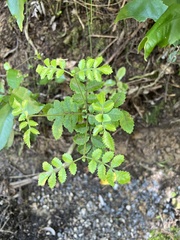 Pterophylla sylvicola