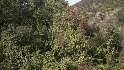 Elephant bush (Portulacaria afra)