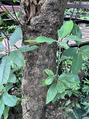 Lindera megaphylla
