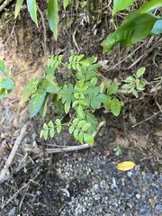 Pterophylla sylvicola