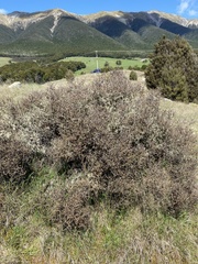 Pittosporum anomalum