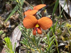 Dillwynia hispida