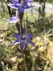 Thelymitra arenaria