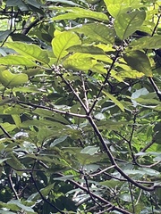 Lindera megaphylla