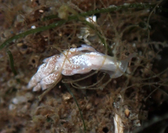 Trinchesia albocrusta