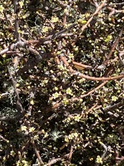 Pittosporum anomalum