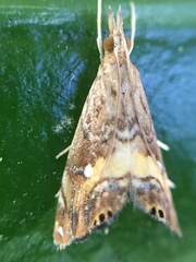 Glaucocharis chrysochyta