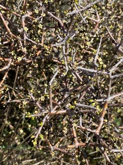 Pittosporum anomalum