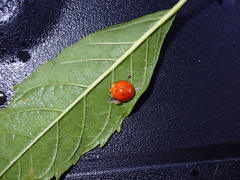 Coccinellini