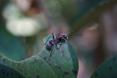 Camponotus mutilarius