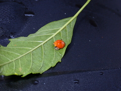 Coccinellini