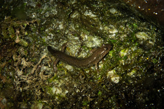 Desmognathus perlapsus