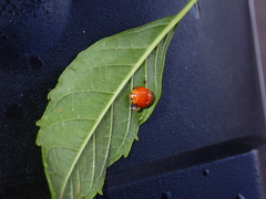 Coccinellini