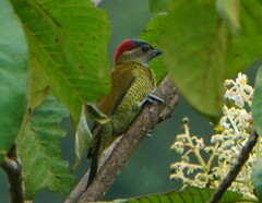 Colaptes rubiginosus